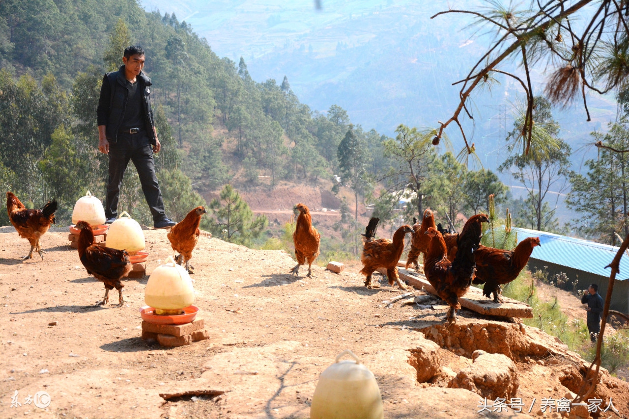 养鸡用vc的好处,养鸡冬季可以喂vc吗