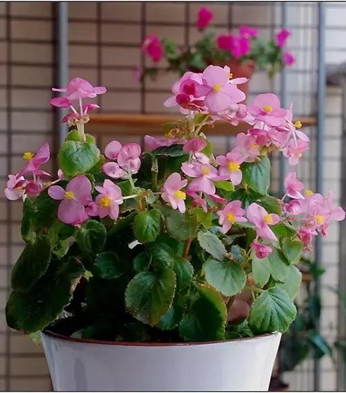 四季秋海棠什么时候剪枝,秋海棠为什么叶子皱