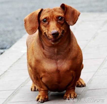 狗狗太胖了怎么办好,狗狗太胖会影响怀孕吗