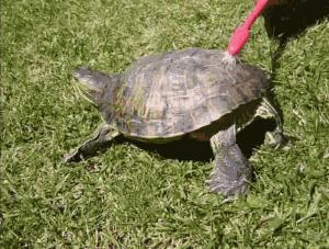 大哥脚皮味道怎么样啊