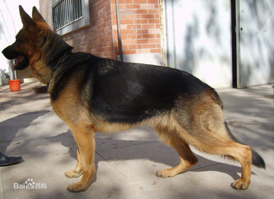 德牧马犬黑背狼青图片,狼青犬和德牧的区别图片