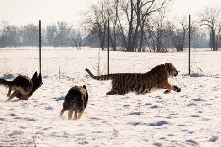 德牧马犬黑背狼青图片,狼青犬和德牧的区别图片