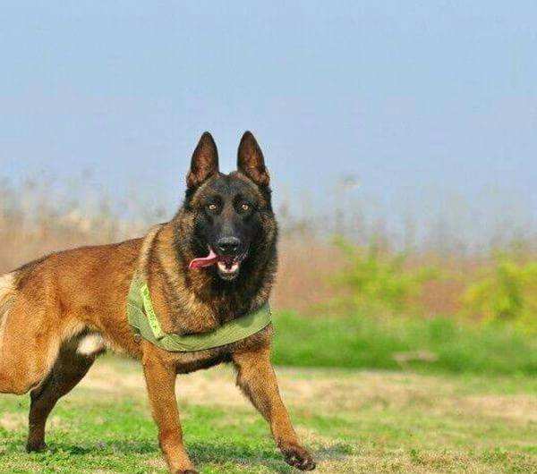 德牧马犬黑背狼青图片,狼青犬和德牧的区别图片