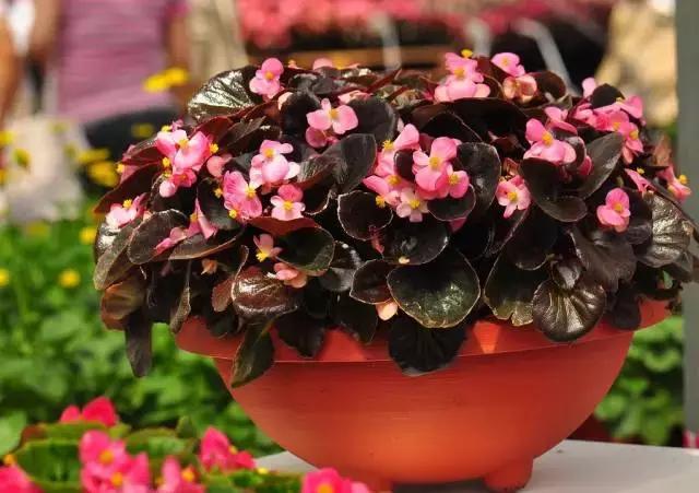 四季秋海棠什么时候剪枝,秋海棠为什么叶子皱