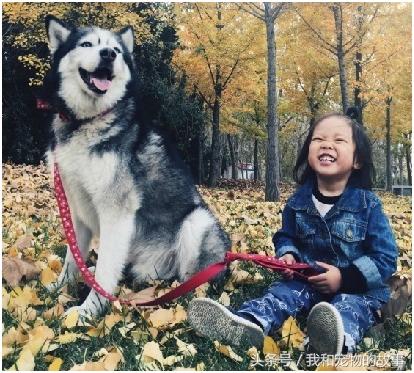 养哈士奇好还是养阿拉斯加好,养哈士奇是一种什么体验