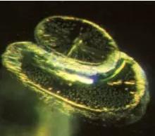 轻奢小众橄榄石,清凉橄榄石图片