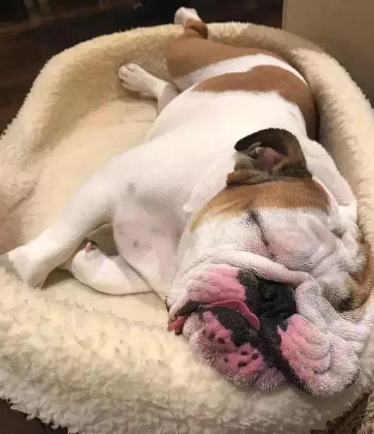 牛的搞笑日常,盘点牛的搞笑日常