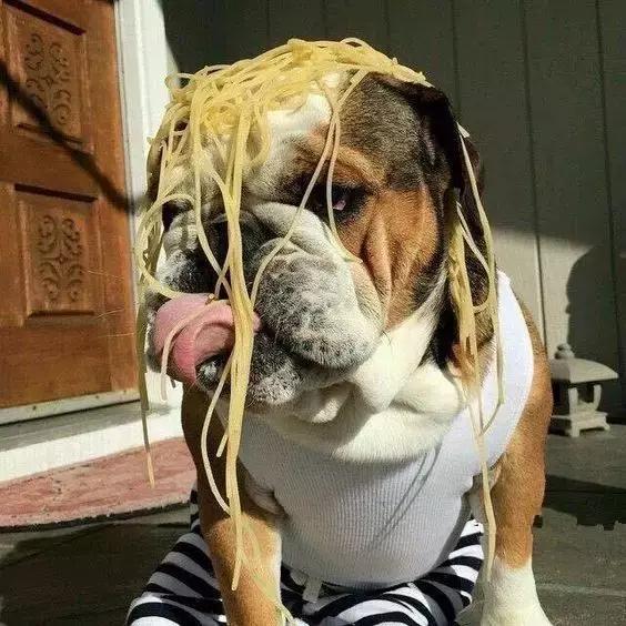 牛的搞笑日常,盘点牛的搞笑日常