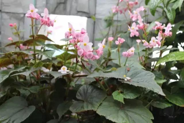 四季秋海棠什么时候剪枝,秋海棠为什么叶子皱