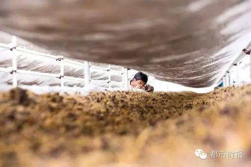 玛卡价格暴跌到多少钱一斤,玛卡跌下神坛