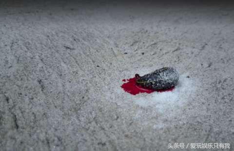 野外被蚂蟥咬了怎么处理,在户外被蚂蟥叮了怎么办