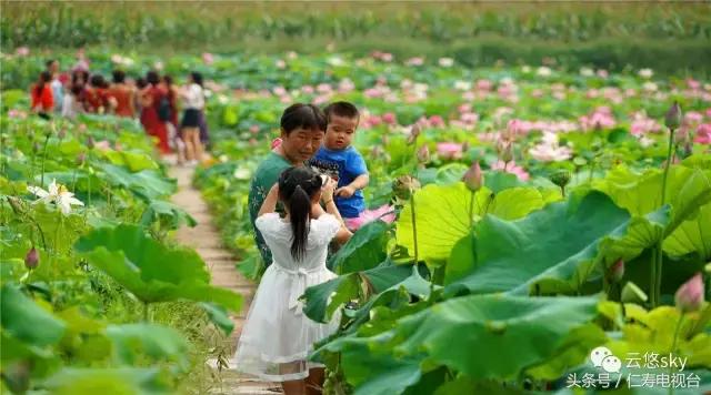 池上秋又来，荷花半成子，仁寿最美秋日荷塘