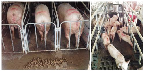 治猪病小妙招大全,巧用水治疗猪病