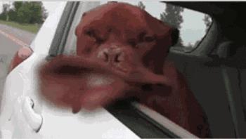 买标致308s的10大忠告,为什么标致308s大家都想要