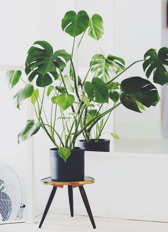 天南星对皮肤有毒吗,天南星科植物都有毒吗