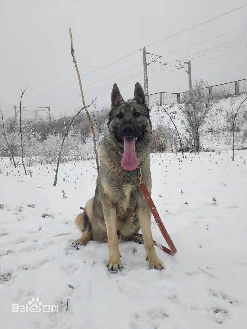 德牧马犬黑背狼青图片,狼青犬和德牧的区别图片