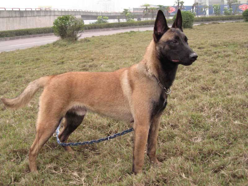 德牧马犬黑背狼青图片,狼青犬和德牧的区别图片