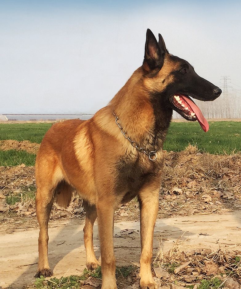 德牧马犬黑背狼青图片,狼青犬和德牧的区别图片