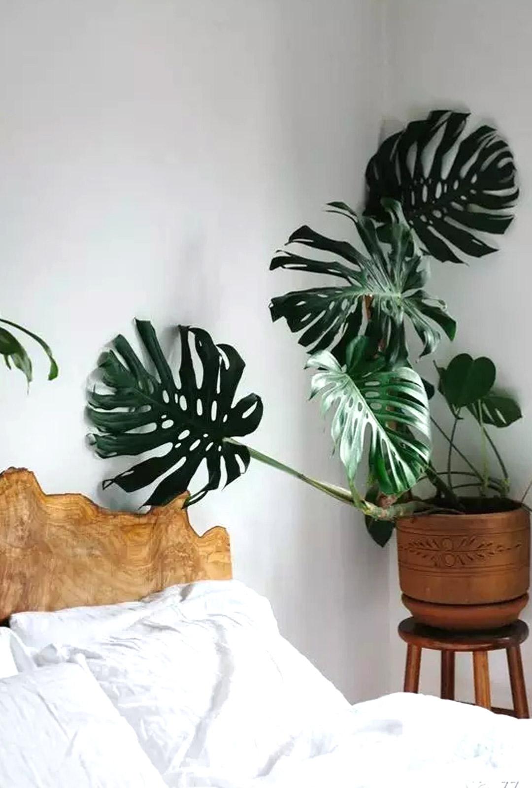 天南星对皮肤有毒吗,天南星科植物都有毒吗