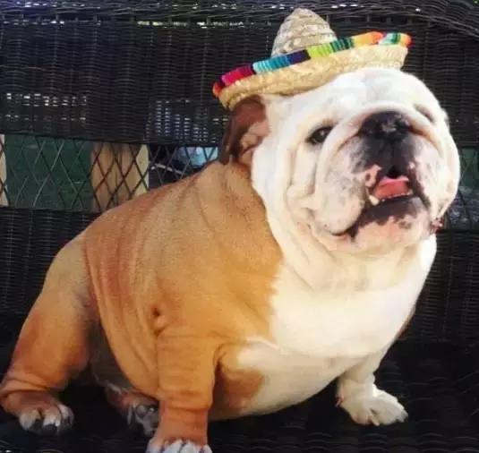 牛的搞笑日常,盘点牛的搞笑日常