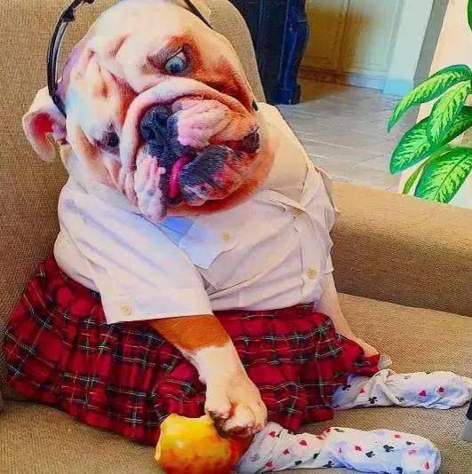 牛的搞笑日常,盘点牛的搞笑日常