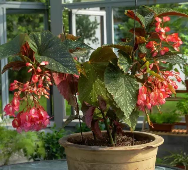 四季秋海棠什么时候剪枝,秋海棠为什么叶子皱