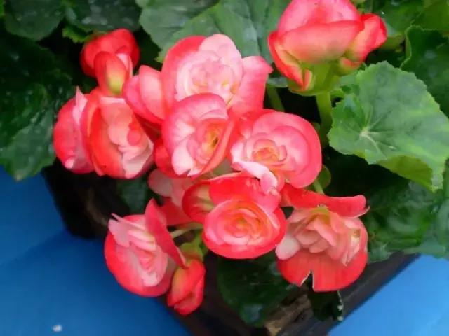 四季秋海棠什么时候剪枝,秋海棠为什么叶子皱