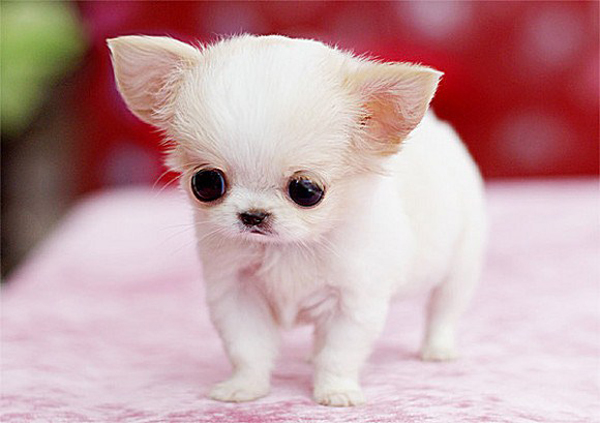 茶杯泰迪和茶杯犬有什么区别,茶杯犬该怎么养
