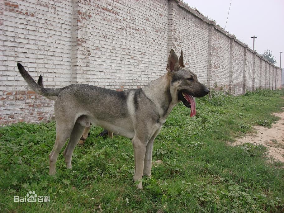 德牧马犬黑背狼青图片,狼青犬和德牧的区别图片