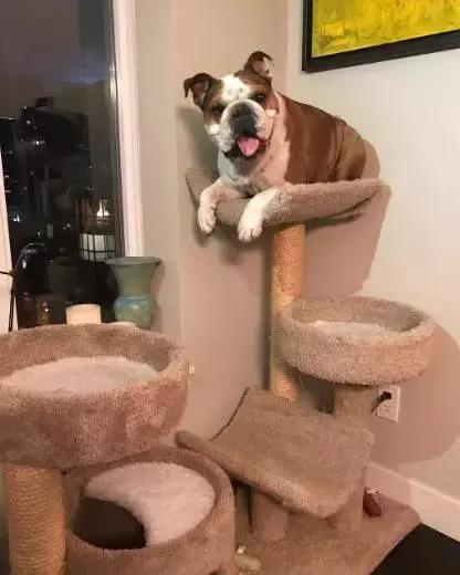 牛的搞笑日常,盘点牛的搞笑日常