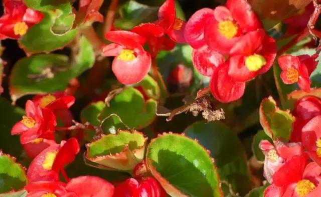 四季秋海棠什么时候剪枝,秋海棠为什么叶子皱