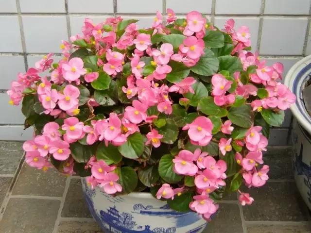 四季秋海棠什么时候剪枝,秋海棠为什么叶子皱