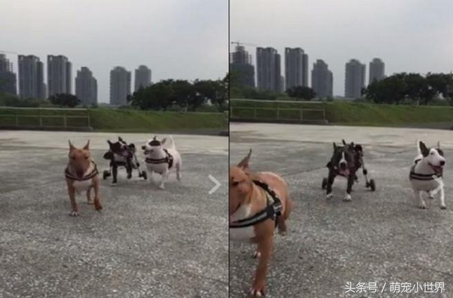 为了救助同伴小狗拼了命,为了追一个人脚受伤了