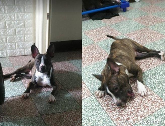 为了救助同伴小狗拼了命,为了追一个人脚受伤了