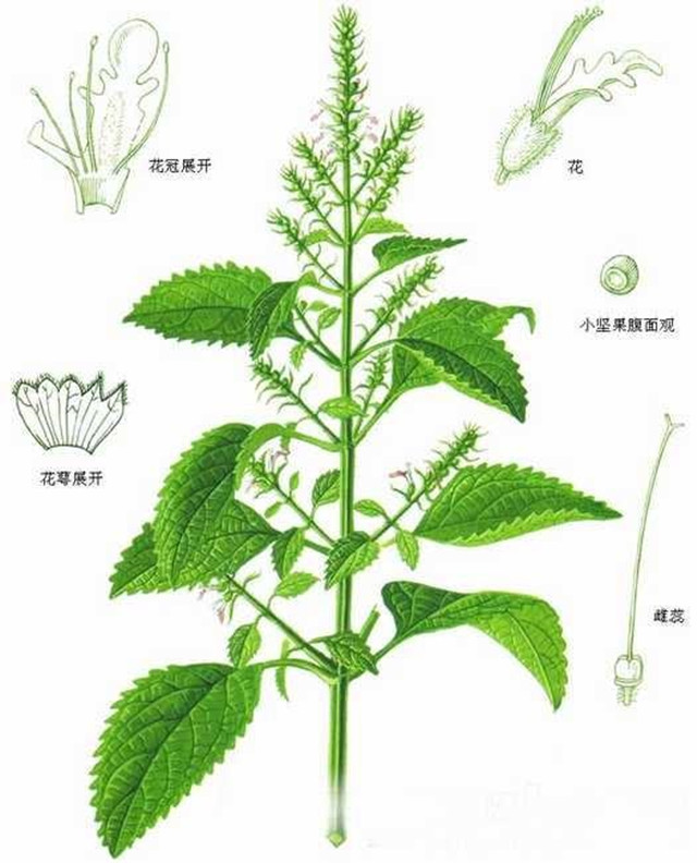 外感暑湿感冒，内有恶心呕吐，藿香正气水是对抗这种态势的高手！