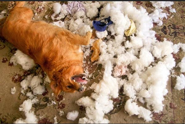 不听话怎么训狗狗它才听话,狗狗不听话就要好好打一顿