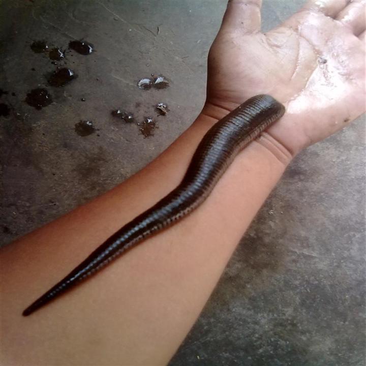 遇到蚂蟥怎么办,遇到蚂蟥了怎么办