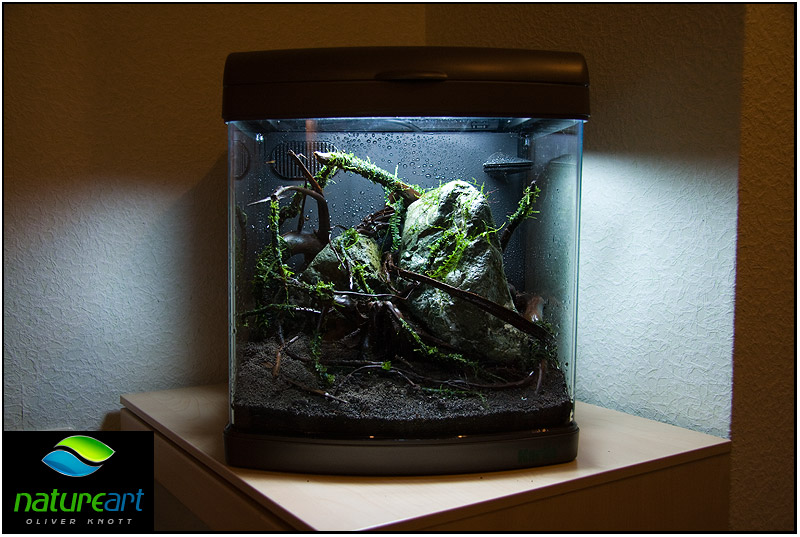 ada水草1.5米缸造景教程,oliverknott是什么