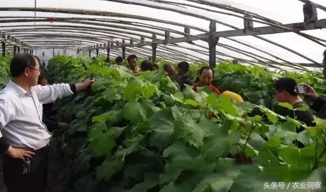 葡萄种植一亩产量多少斤,葡萄种植高产技术