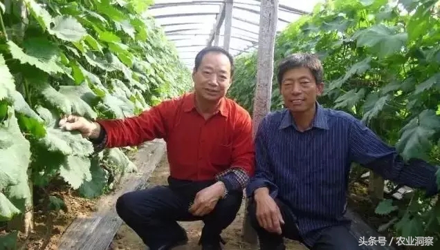 葡萄种植一亩产量多少斤,葡萄种植高产技术