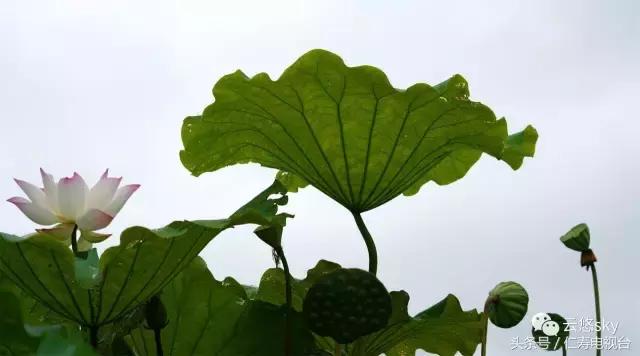 池上秋又来，荷花半成子，仁寿最美秋日荷塘