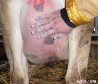 奶牛乳房炎的治疗,奶牛乳房炎的分类和治疗