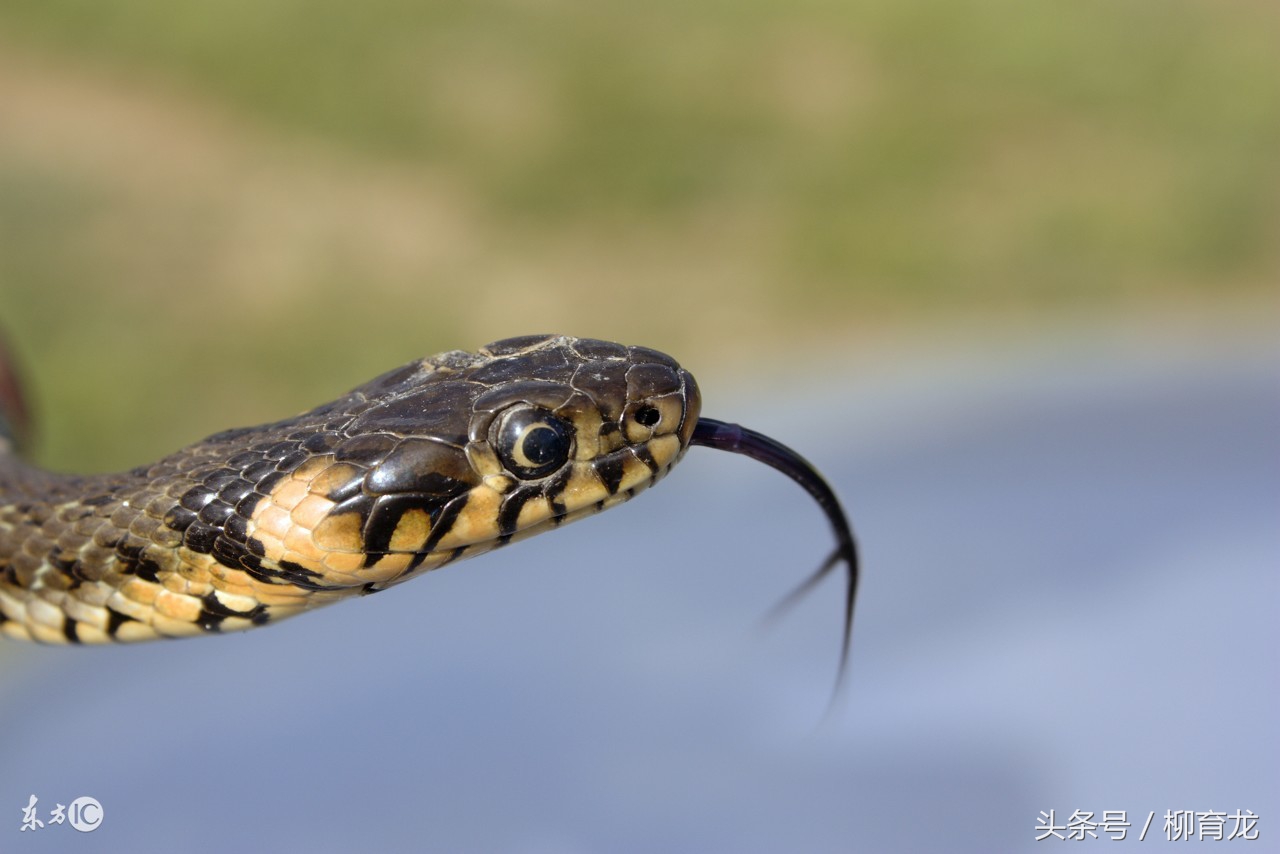 养蛇的报恩真实故事,养蛇却被蛇咬的故事