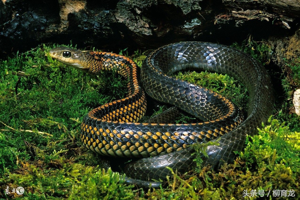 养蛇的报恩真实故事,养蛇却被蛇咬的故事