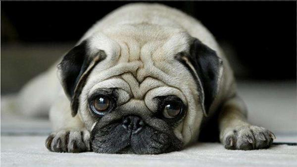 不听话怎么训狗狗它才听话,狗狗不听话就要好好打一顿