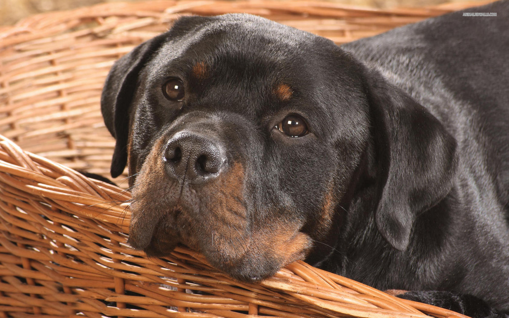 气质出众的杜宾与个性沉稳的罗威纳