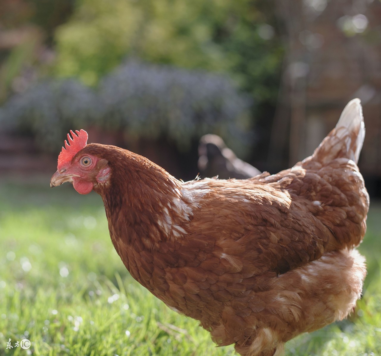 春季养鸡怎么防呼吸道病,养鸡常见的疾病治疗