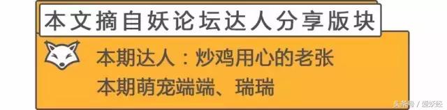 Todayis七夕，这盆狗粮爱妖经替你验过，放心吃吧