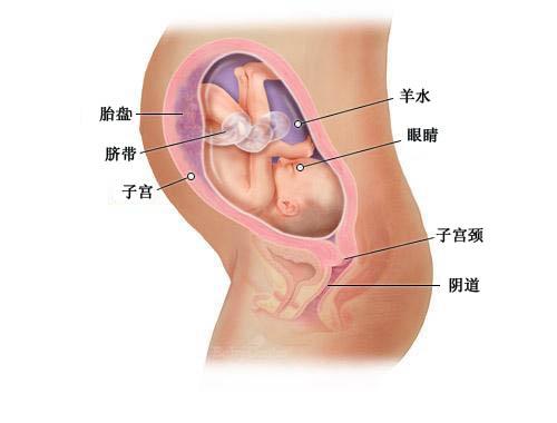 孕32周胎宝宝照片和出生照片,怀孕1周到40周的胎儿过程