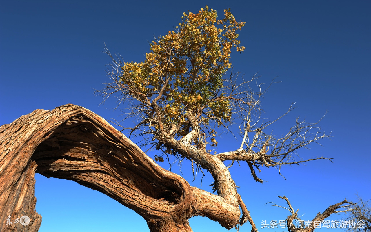 胡杨林景区额济纳旗司机,新疆自驾老司机